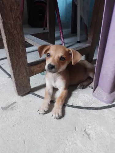 Doando um cachorro pincha