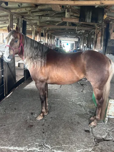 Cavalo Quarto de Milha