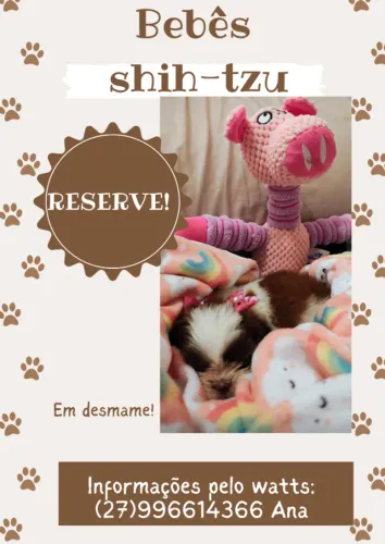 Cachorro she-tzu