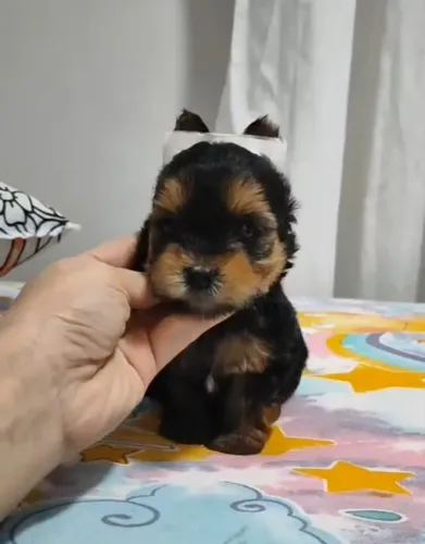 Filhotes machos de Yorkshire micro cachorro