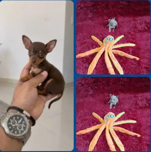 Filhotinhos de pinscher miniatura zerinho disponíveis. Temos feminha tbem