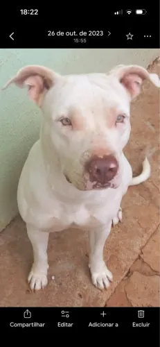 Vendo cachorro pitbull Rednouse legítimo