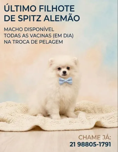 Spitz alemão macho 4 meses
