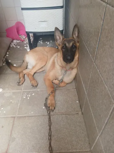Vendo pastor belga malinois ainda filhote fêmea