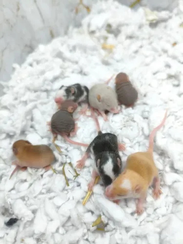 Camundongos roedores para pet disponível