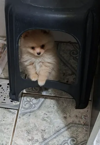 Vendo lindo spitz alemão
