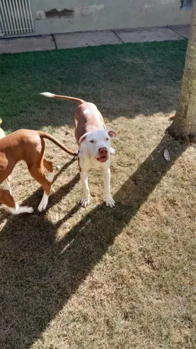 PitBull APBT 