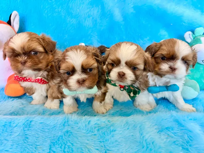 Machos shih tzu olhos verdes e nariz marrom 