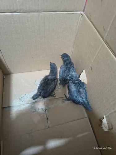 Pintinhos de ayam cemanis (galinha preta)