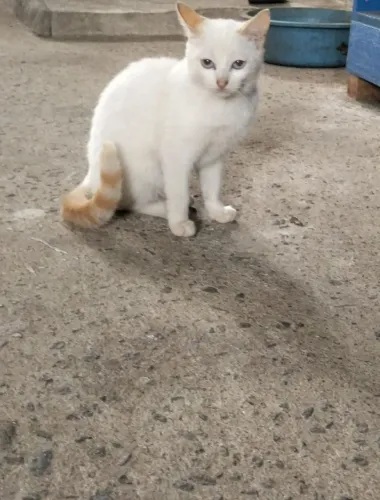 Doa-se gatinhos