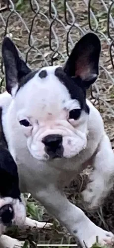 Bulldog francers mais amado