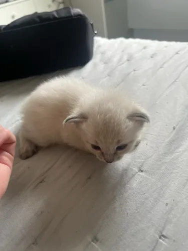 Gatinho Filhote - Adoção