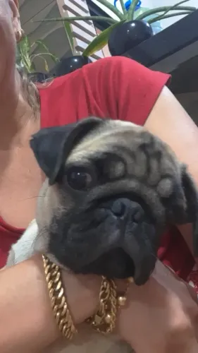 Pugs