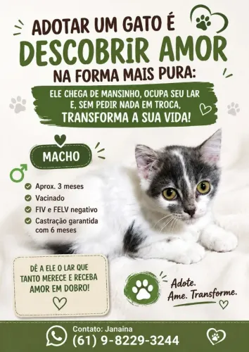 Adoção responsável de Gatos de 3 Meses