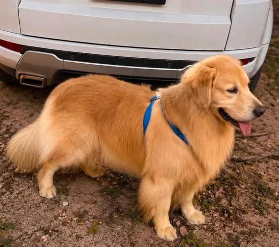 Golden retriever para cobertura