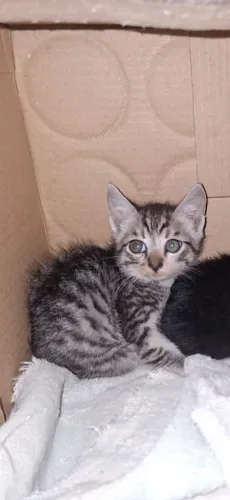 Estou doando um gatinho filhote machinho