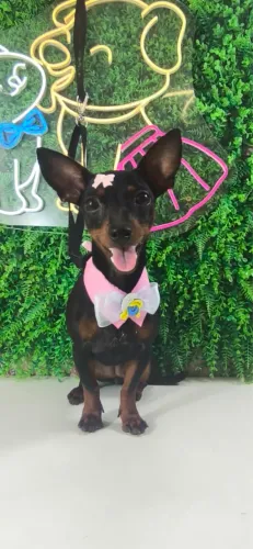 Pinscher fêmea 7 meses