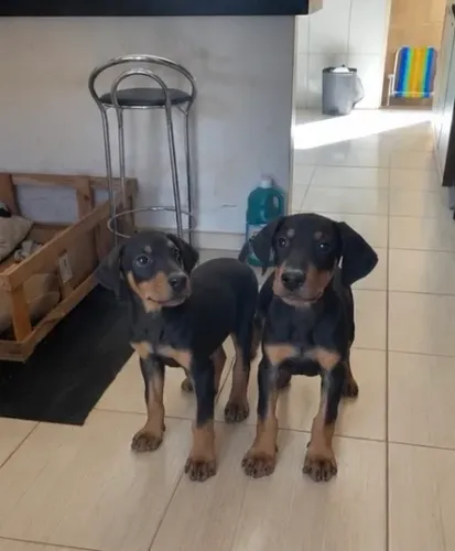 Filhote de Doberman femea