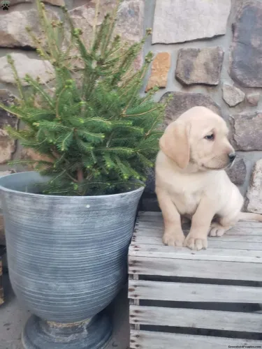 Labrador | Filhotes perfeitos