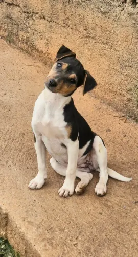 Filhote fêmea de Terrier Brasileiro (Fox Paulistinha)