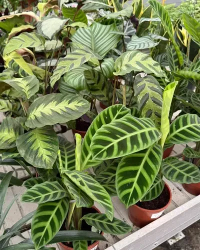 Plantas Ornamentais, Cerca viva, Monte seu Jardim Conosco!