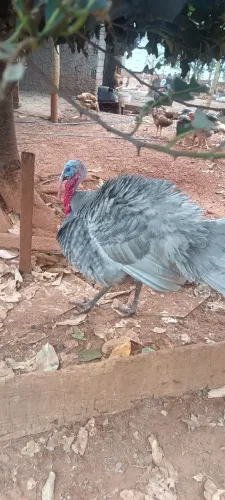 Peru