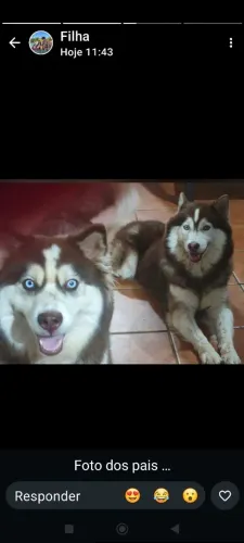Filhotes de Husky siberiano