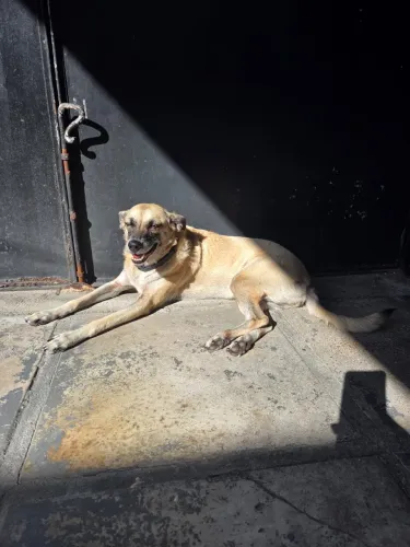 Cachorra super dócil castrada e Vacinada 