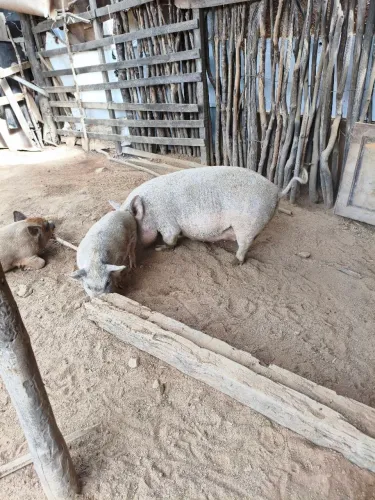 Mini pig mini porquinhos 