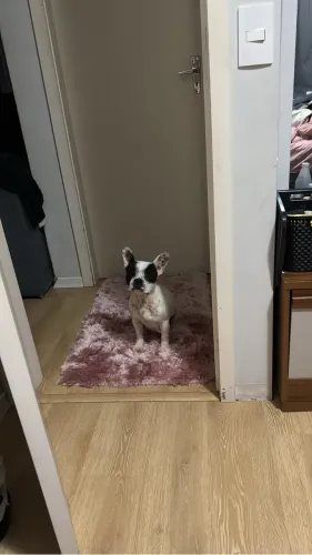 Buldogue francês 