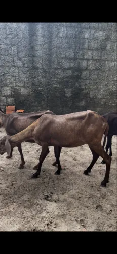 Vendo 4 ovelhas mestiças!