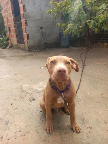 Vende-se cachorro Pitbull