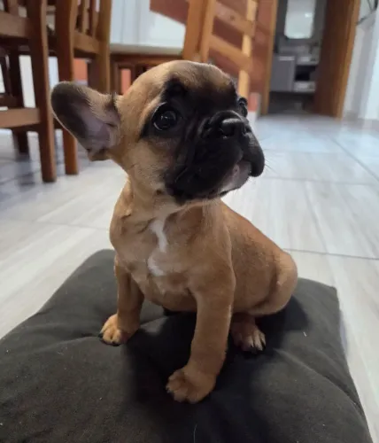 Filhote Bulldog Francês ÚLTIMO 