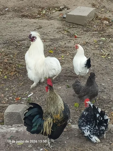 Galos/Galinhas