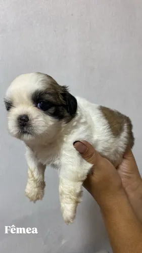 Filhote de shih tzu