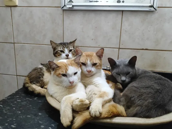 DOAÇÃO DE GATOS