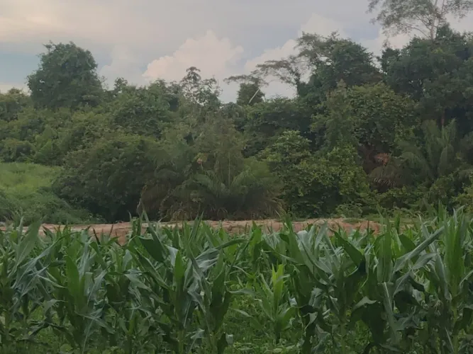 Fazenda 8 alqueires 
