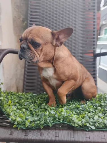Linda fêmea de buldogue francês