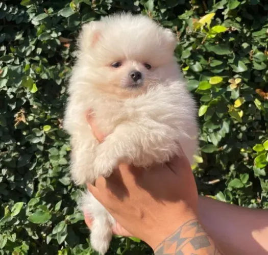 Cachorro Lulu da Pomerania leve mais alegria para sua casa nesta Copa