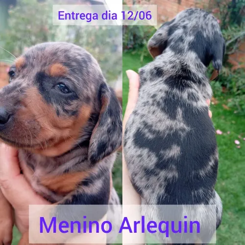 salsichinha salsicha dachshund cofap
