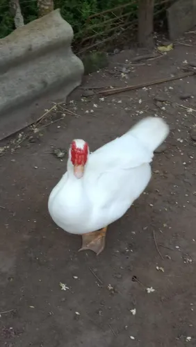 Pato macho