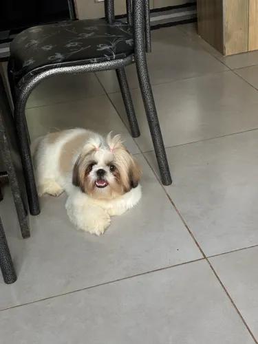 Shi-tzu fêmea 900 meses