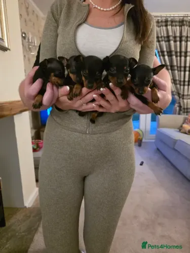 Filhotinhos Pinscher/Pincher linhagem selecionada com saúde em dia dócil