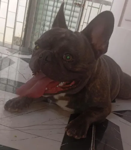 Bull dog francês macho