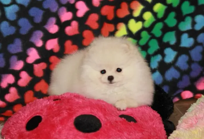 Filhotes de Spitz Alemão | Filhotes que iluminam o dia.