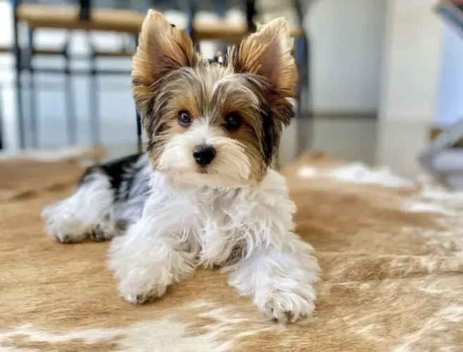 Filhote de Biewer Terrier com Ótima Procedência