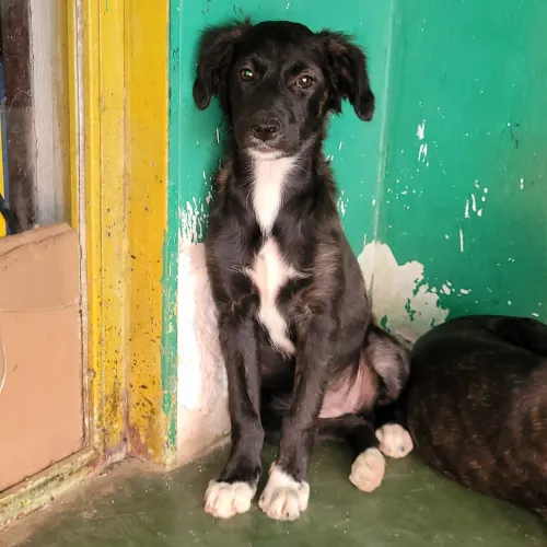 Cachorrinhas para adoção responsável