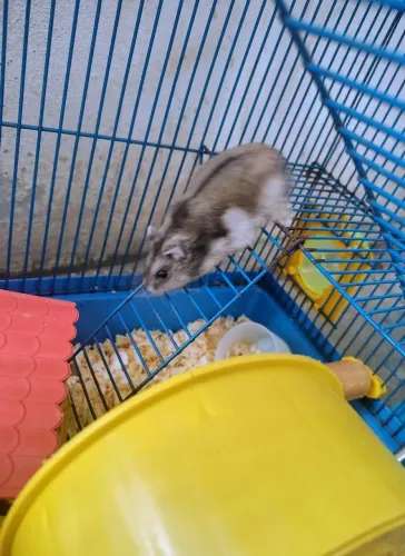 Gaiola + 2 Hamster Anão Russo