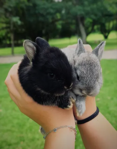 Filhotes de coelho NETHERLAND