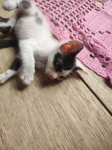 Adoção de gatinhos